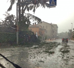 Caduta alberi a Pavia per nubifragio 7 luglio 2014